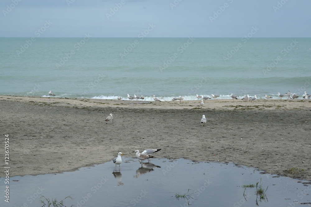 Herring gulls on beach of Burgas city, Bulgaria may 2016