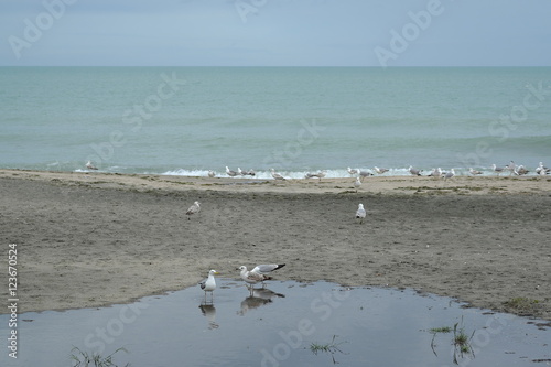 Herring gulls on beach of Burgas city, Bulgaria may 2016