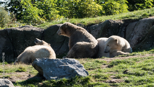 Ijsberen in Blijdorp photo