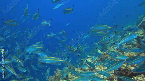 School of Double-lined Fusiliers on a slope of a colorful coral reef. 4k footage