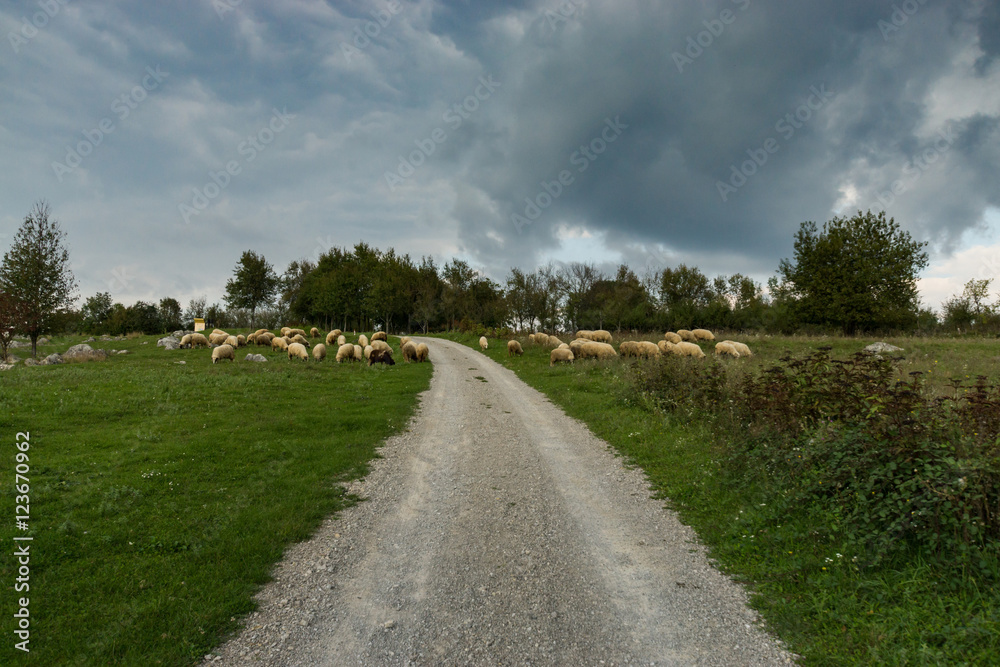 Schafherde auf dem Weg zur Burg Dreznik, Kroatien Schafherde auf dem Weg zur Burg Dreznik, Kroatien