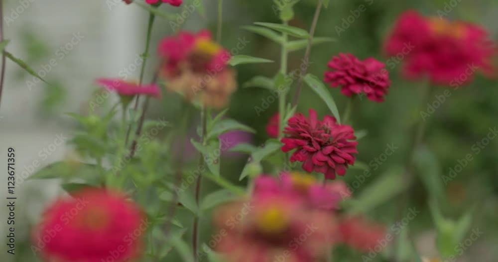 Zinnia flower growing in a floral garden, shallow focus. Zinnia flower growing in a floral garden, shallow focus.