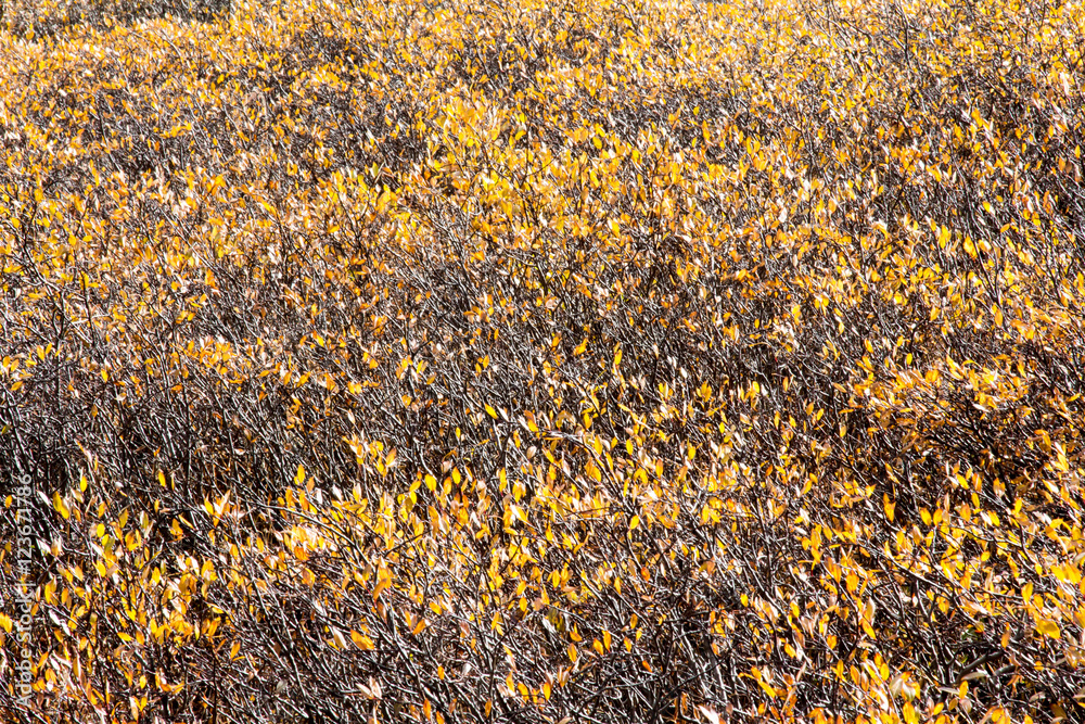 Full frame yellow leaves on bushes Full frame yellow leaves on bushes