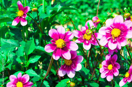 Beautiful Dahlias in the fall