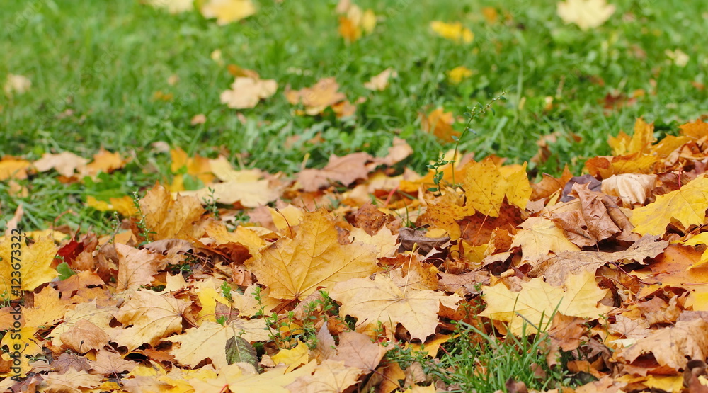 Dry leaves on the ground in a beautiful autumn forest Dry leaves on the ground in a beautiful autumn forest
