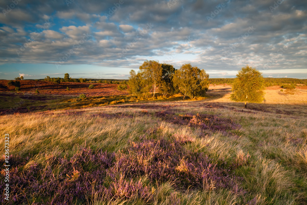 evening sunlight over hills with flowering heather