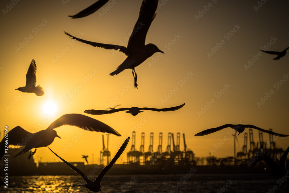 Naklejka premium Möwen im Sonnenuntergang