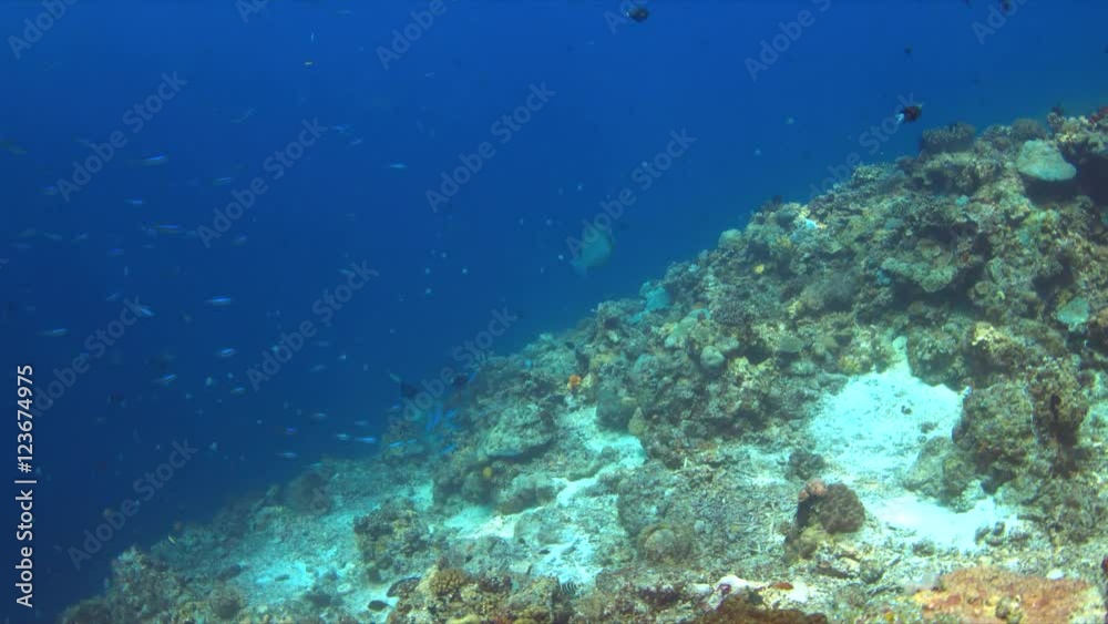 Edge of a coral reef with plenty fish. 4k footage Edge of a coral reef with plenty fish. 4k footage