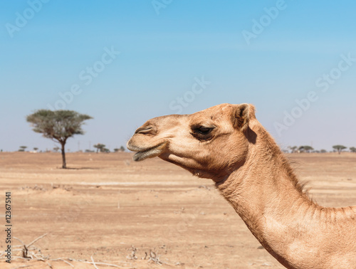 camels in the desert