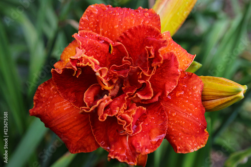 Blooming cultivar daylily (Hemerocallis 