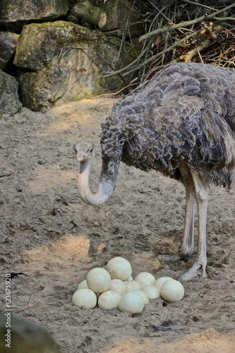 Weiblicher Vogelstrauß steht vor dem Nest mit Eiern 