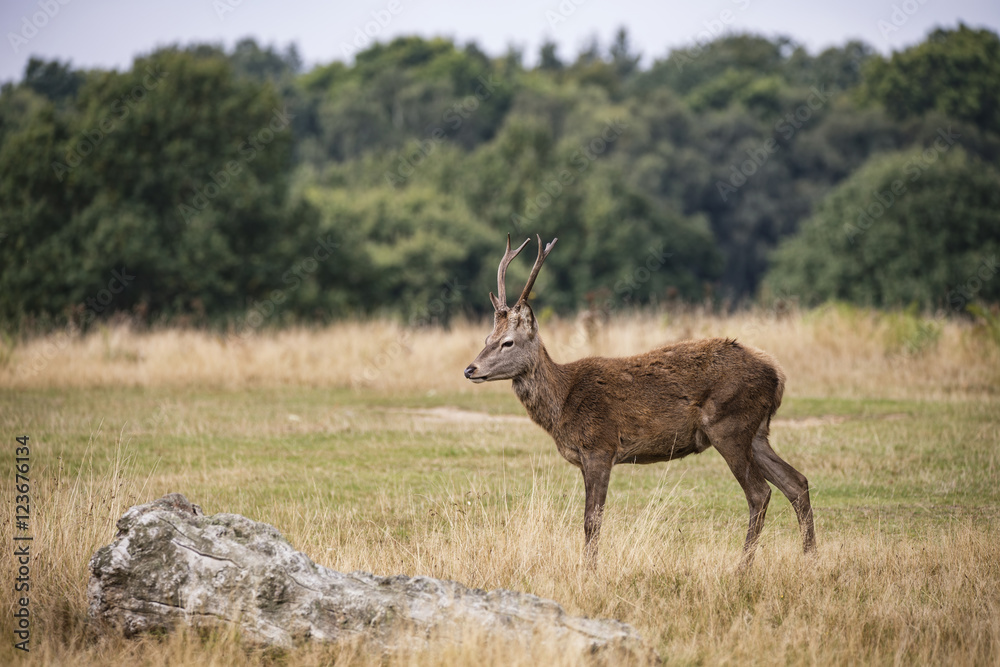 Fototapeta premium Young red deer stags cervus elaphus in forest landscape during r