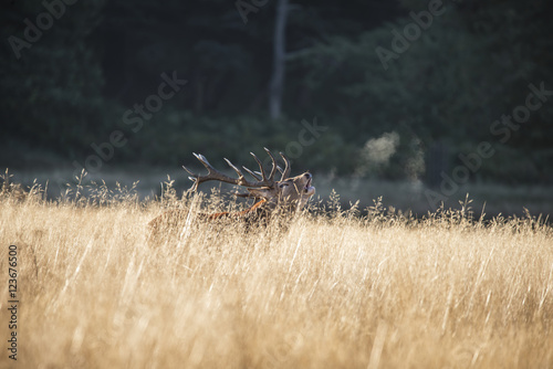 Majestic red deer stag cervus elaphus bellowing in open grasss f