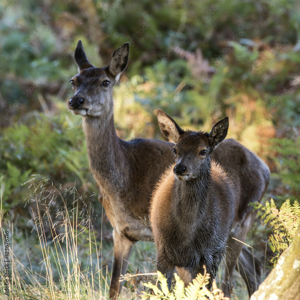 Beautiful Family group herd of red deer stag cervus elaphus duri