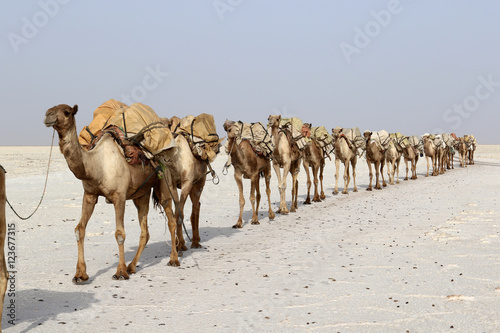 Camels caravan carrying salt in Africa's Danakil Desert, Ethiopia