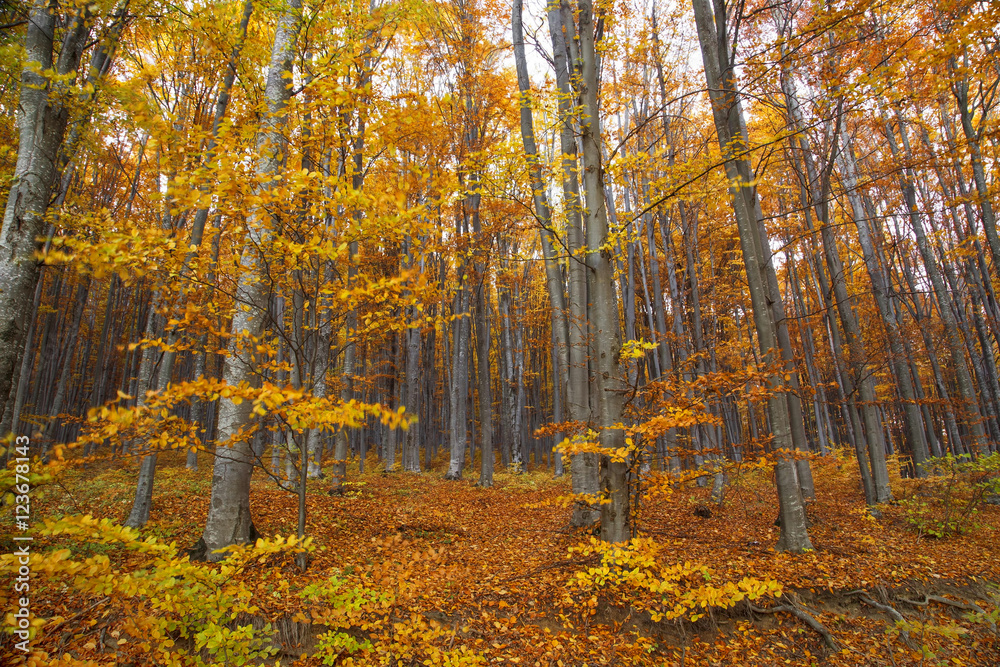 Obraz premium Autumn beech trees forest