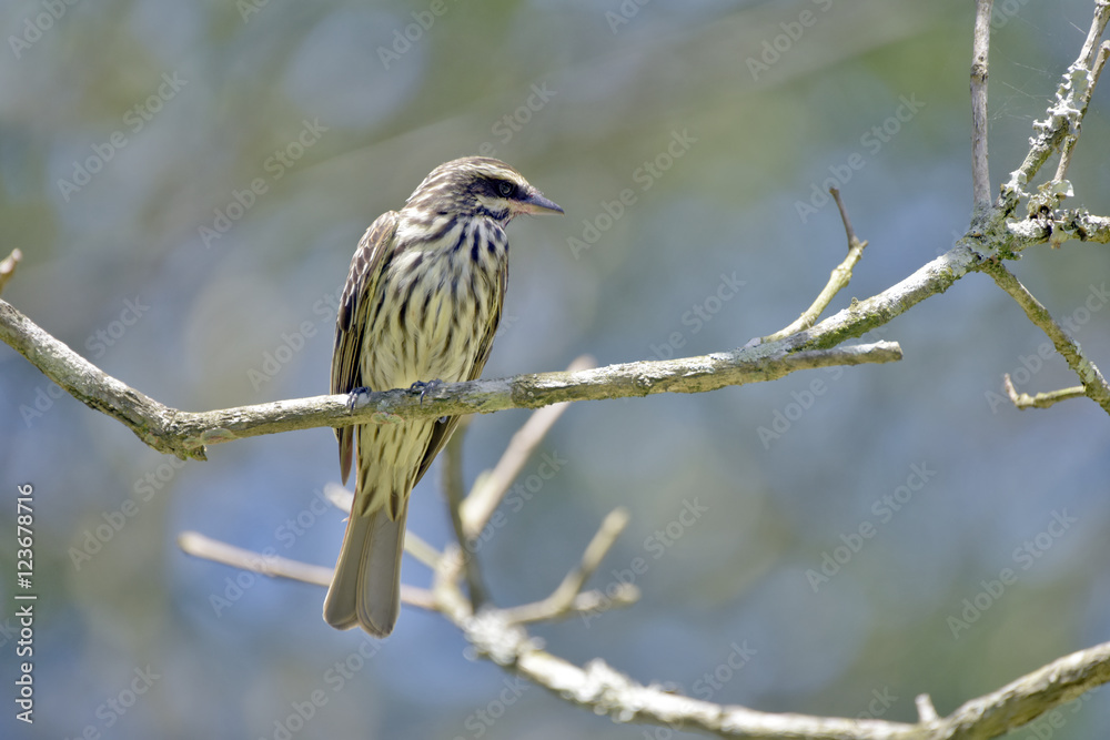 Streaked flycatcher on a branch in the forest Streaked flycatcher on a branch in the forest