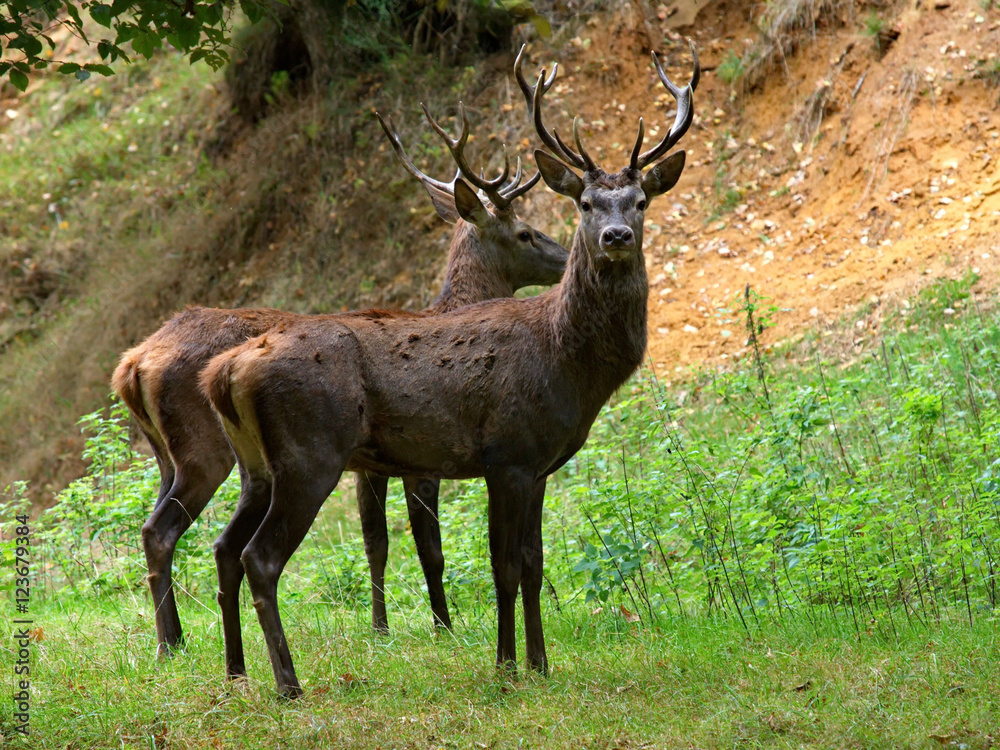 cerfs cerfs