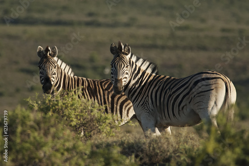 Burchell s Zebra  Equus quagga burchellii  Karoo National Park  South Africa