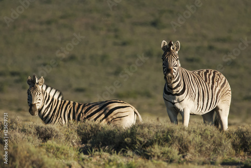 Burchell s Zebra  Equus quagga burchellii  Karoo National Park  South Africa