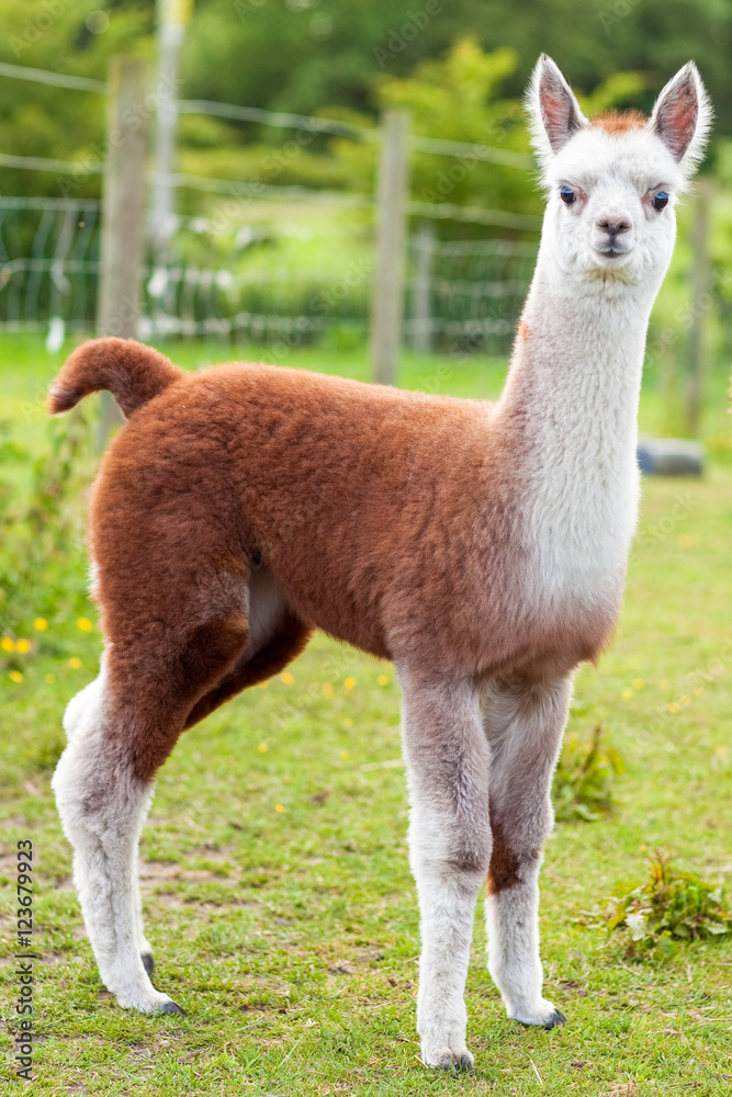 Fototapeta premium Baby Alpaca Brown and White