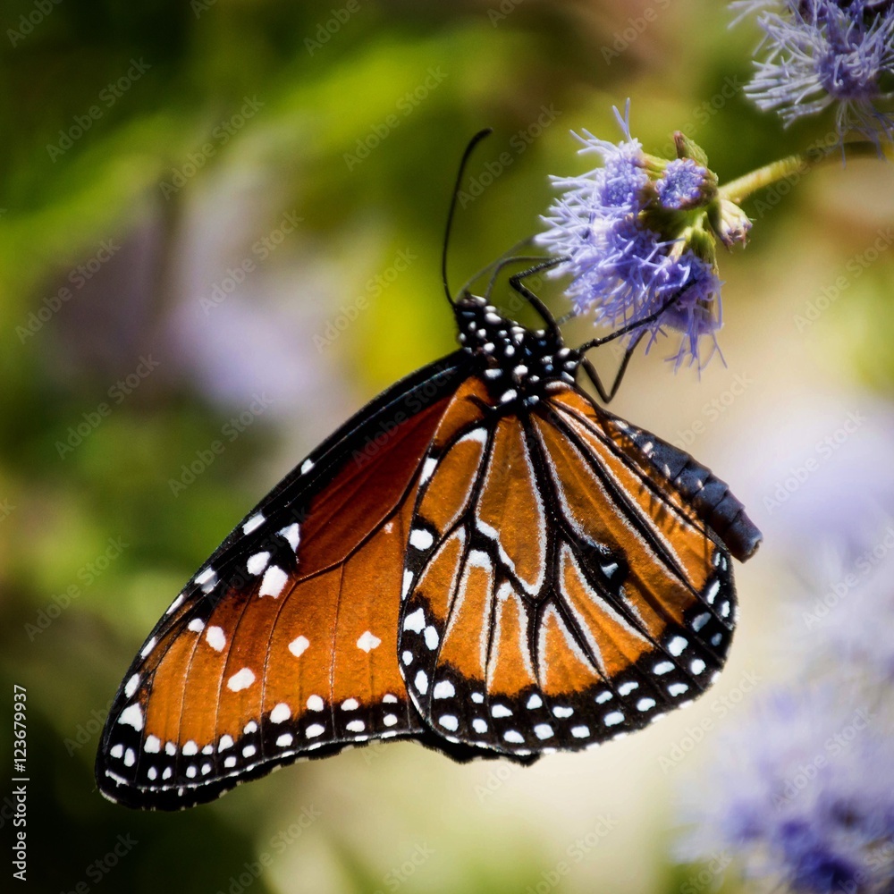 Naklejka premium Queen butterfly on purple flower in a square frame