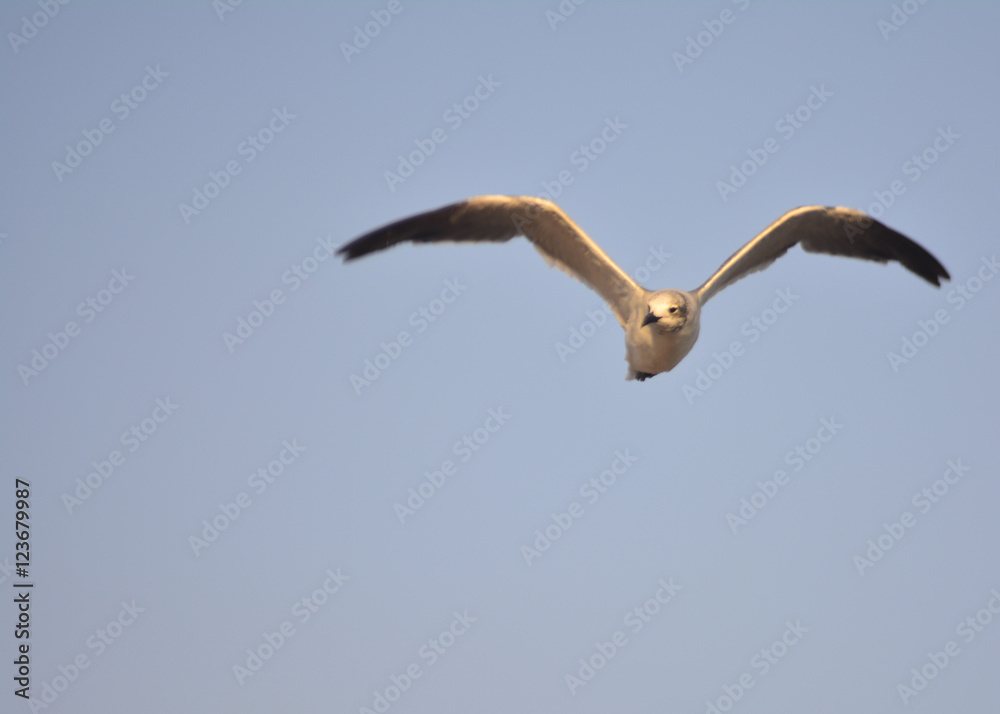 NY Gull ready for Doritos in a bag NY Gull ready for Doritos in a bag