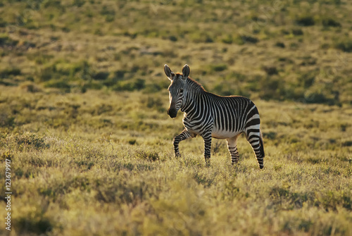 Mountain Zebra  Equus zebra  Karoo National Park  South Africa