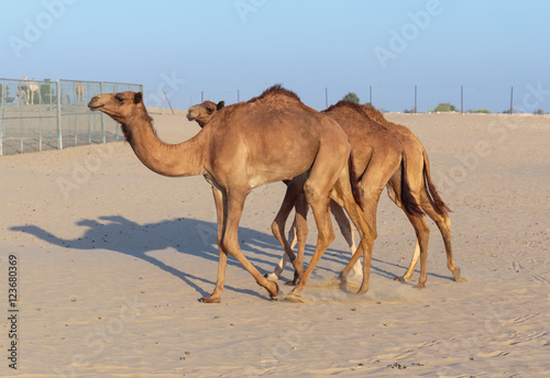 Camels on a farm in Dubai