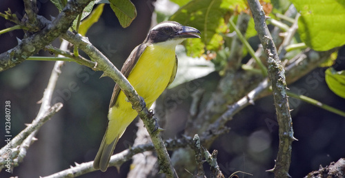 Bird boat-billed flycatcher on branch in the forest photo