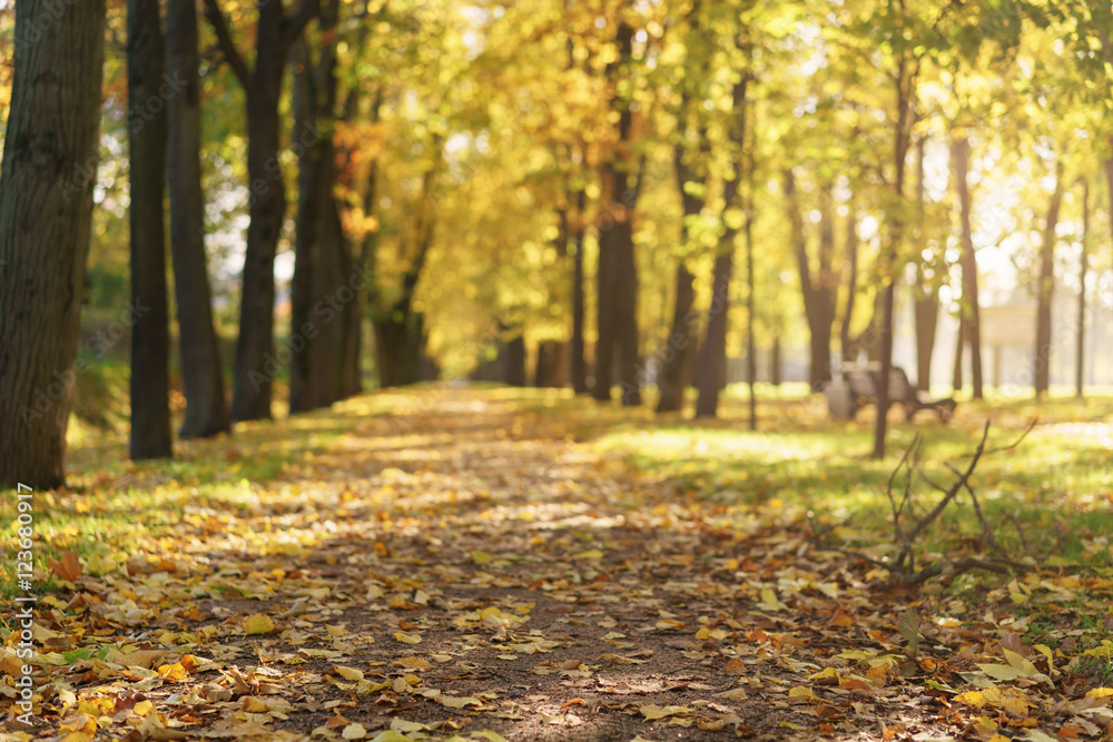 Fototapeta premium autumn town alley with golden fall trees and fallen leaves