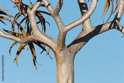 Quiver Tree, Aloe dichotoma, Augrabies Falls National Park, South Africa 