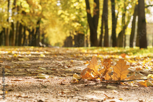 oak branch on autumn town alley with golden fall trees and fallen leaves