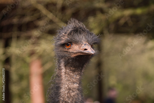 emu