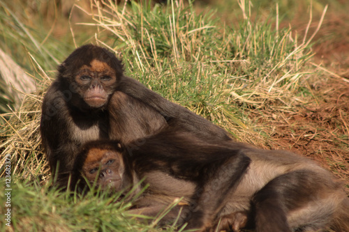 monkey
