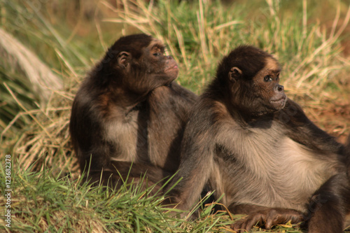 monkey