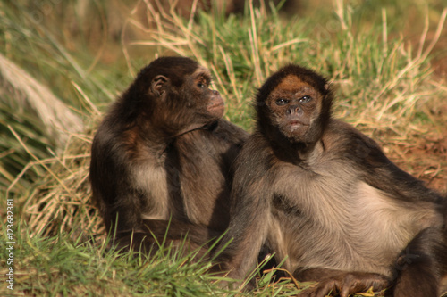 monkey