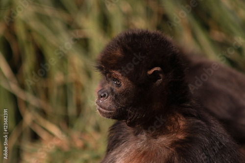 monkey