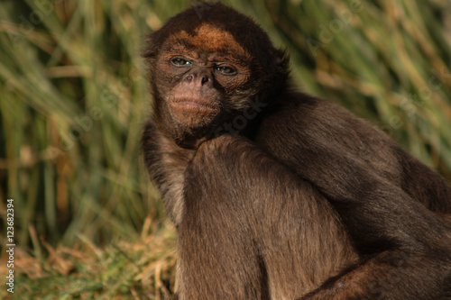 monkey