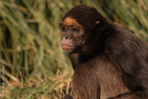 monkey
