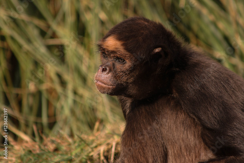 monkey
