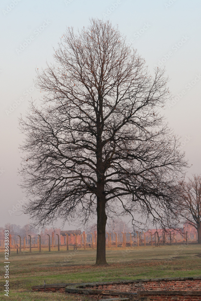 Obraz premium Bare Tree at Birkenau