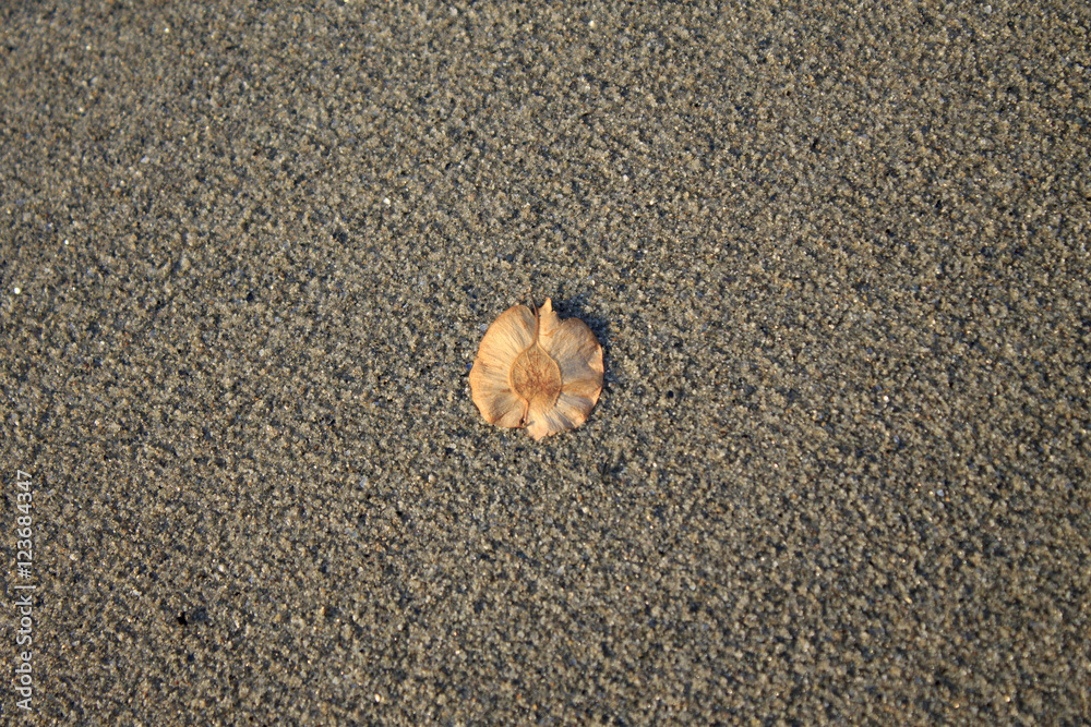 leaf leaf
