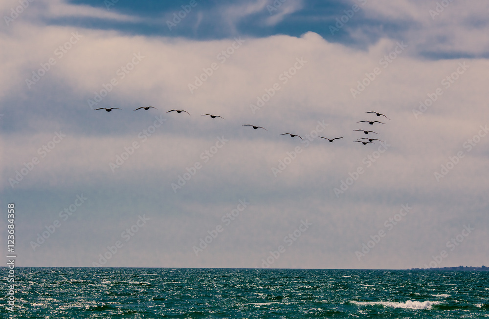 Fototapeta premium Wedge migratory ducks flying in the background of the sea