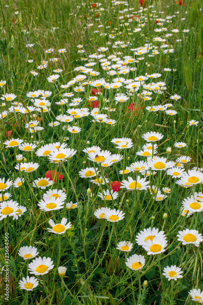 many beautiful daisies on a green field