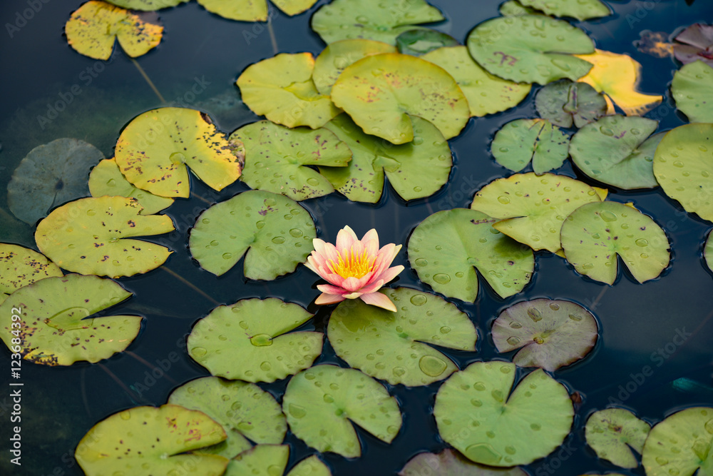 lily pond lily pond