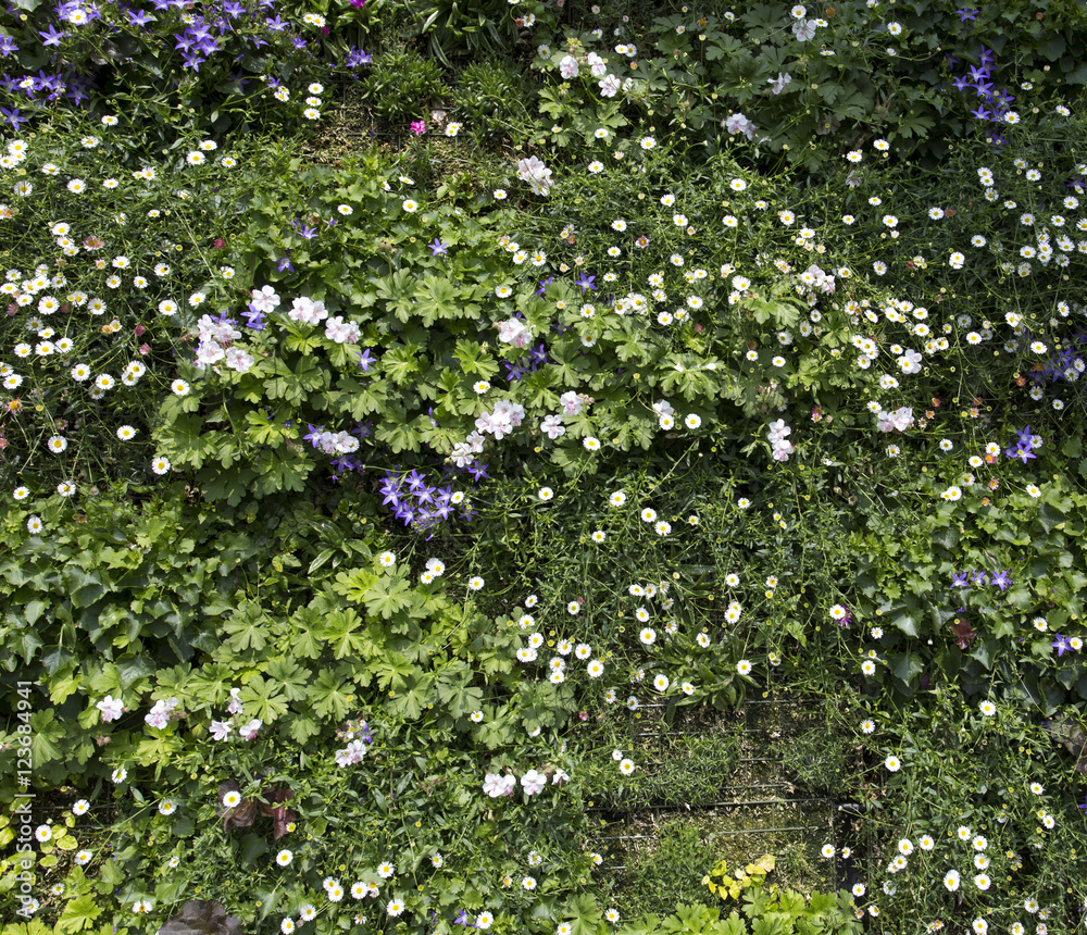 Beautiful flower wall background