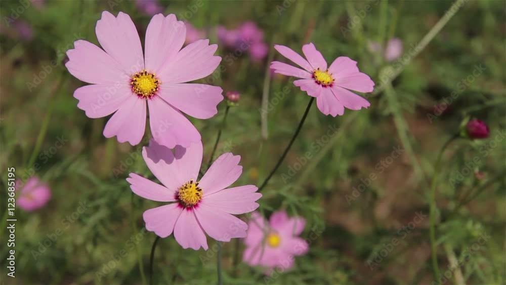 purple Cosmos flower is winding in the garden purple Cosmos flower is winding in the garden