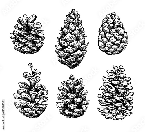 Pine cone set. Botanical hand drawn vector illustration. Isolate photo