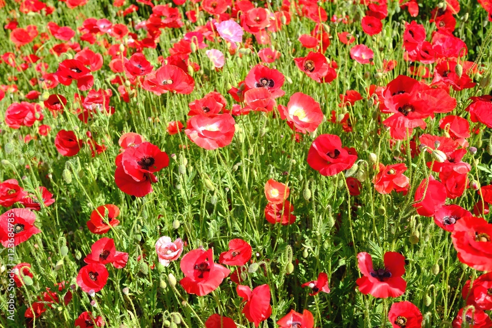 Obraz premium ポピーの壁紙イメージ